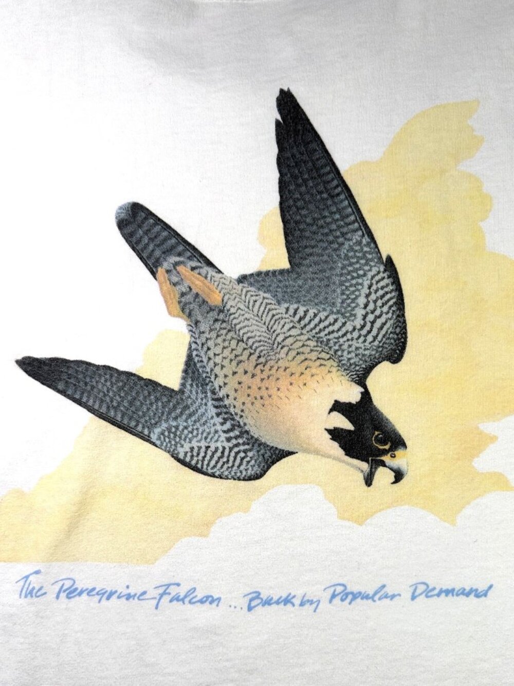 Patagonia The Peregrine Falcon Fund Boise Women's M Tee Shirt Birds of Prey RARE